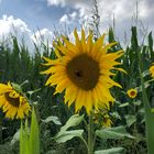 Sonnenblume im Feld