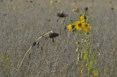 Sonnenblume im Feld