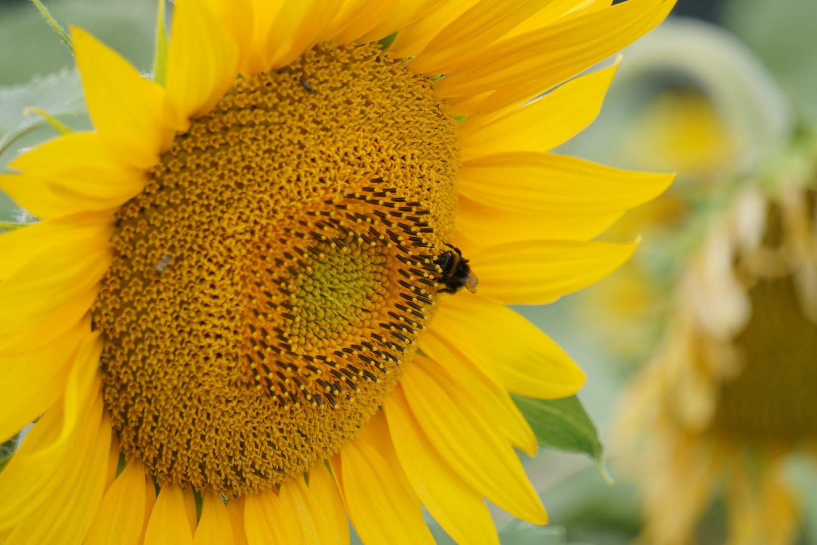 Sonnenblume im Feld + Biene