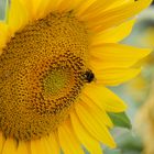 Sonnenblume im Feld + Biene