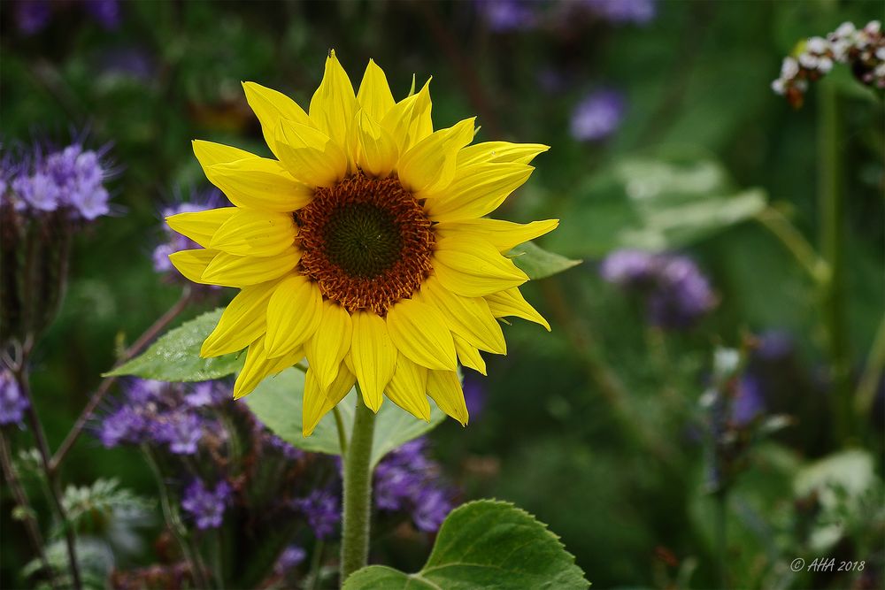 Sonnenblume im Feld