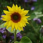 Sonnenblume im Feld