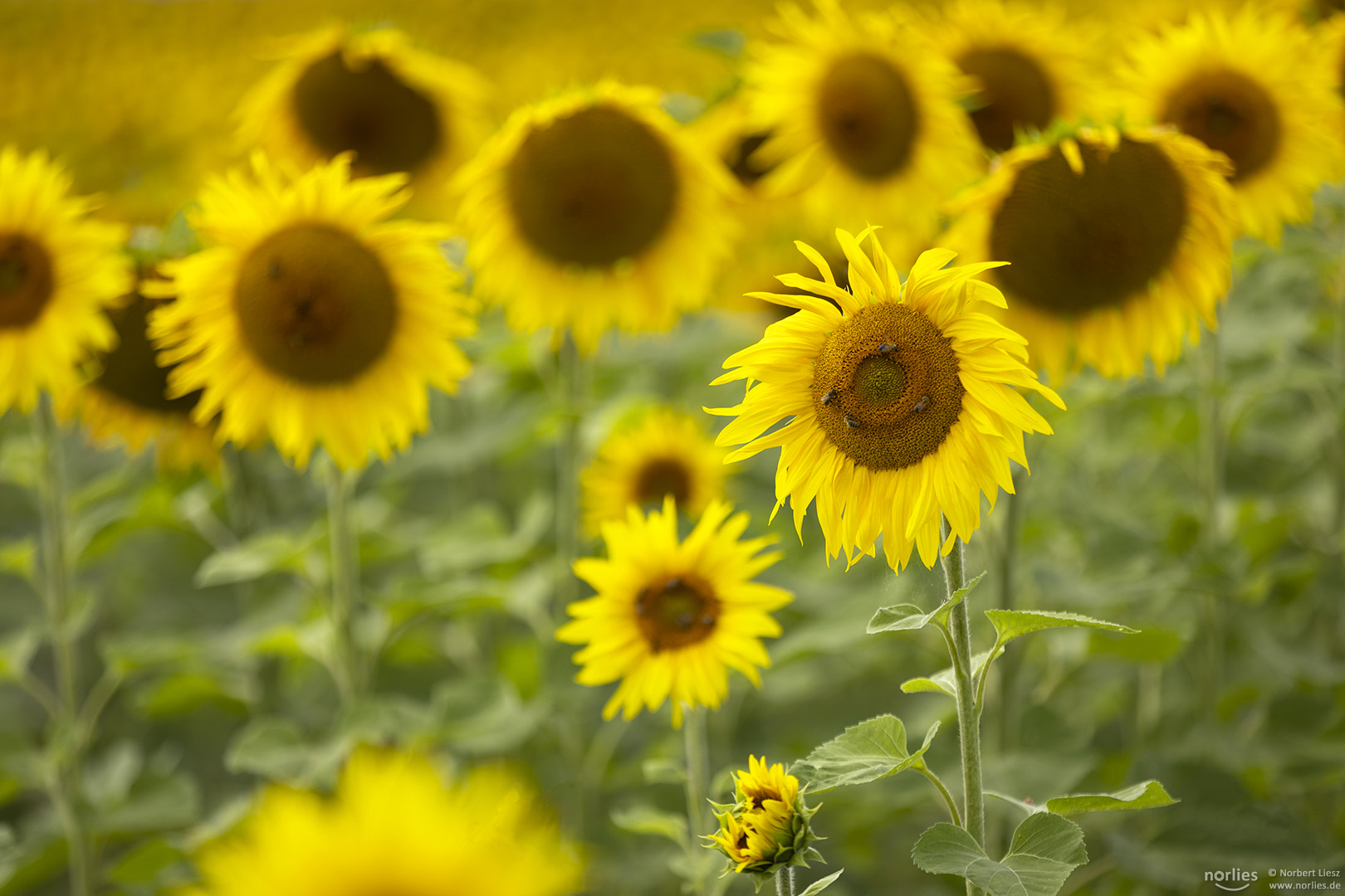 Sonnenblume im Feld