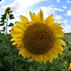 Sonnenblume Im FishEye