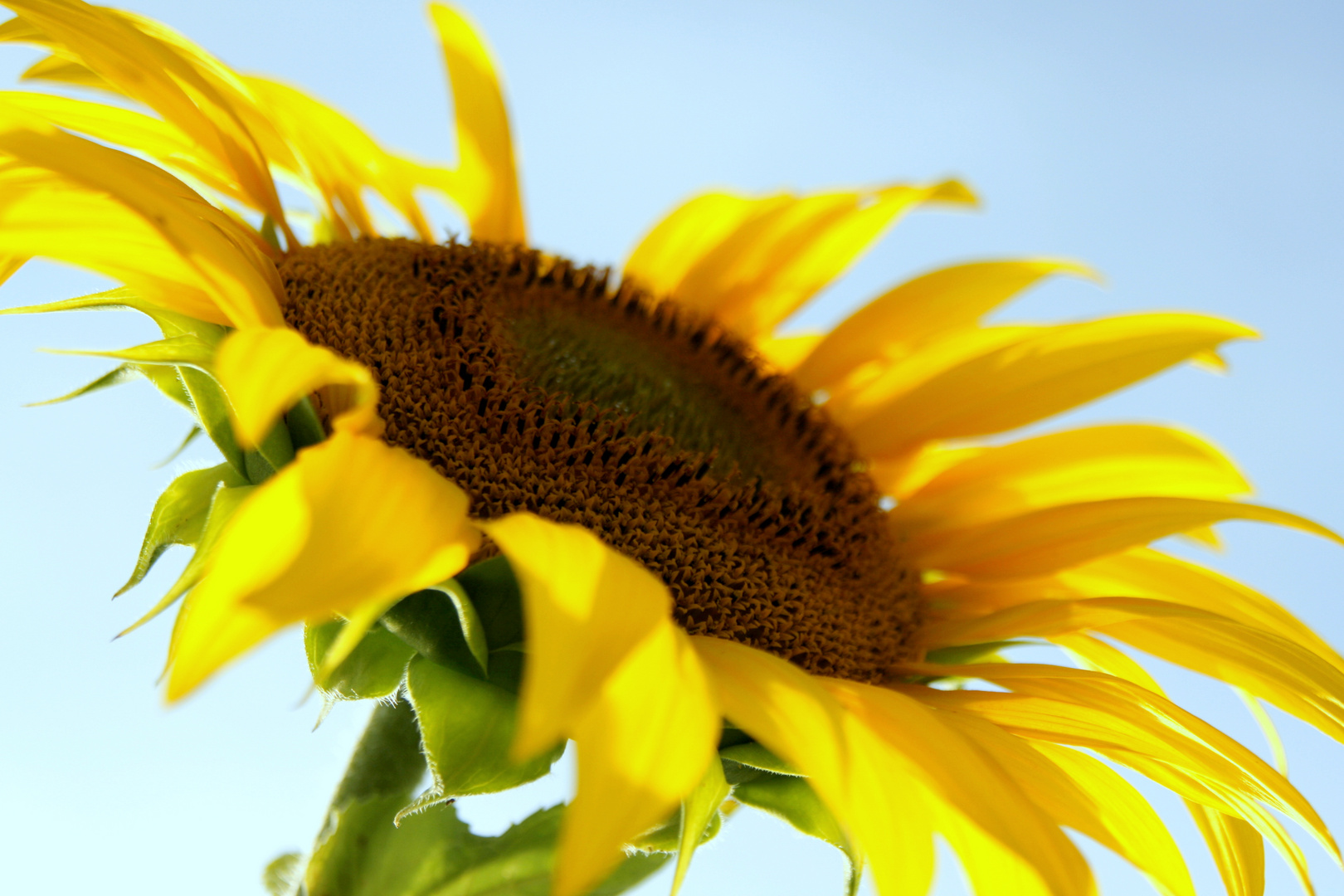 Sonnenblume im Fokus