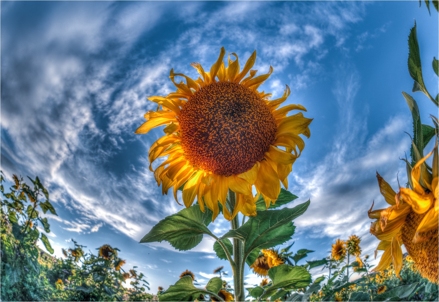 Sonnenblume im ganz weiten Winkel