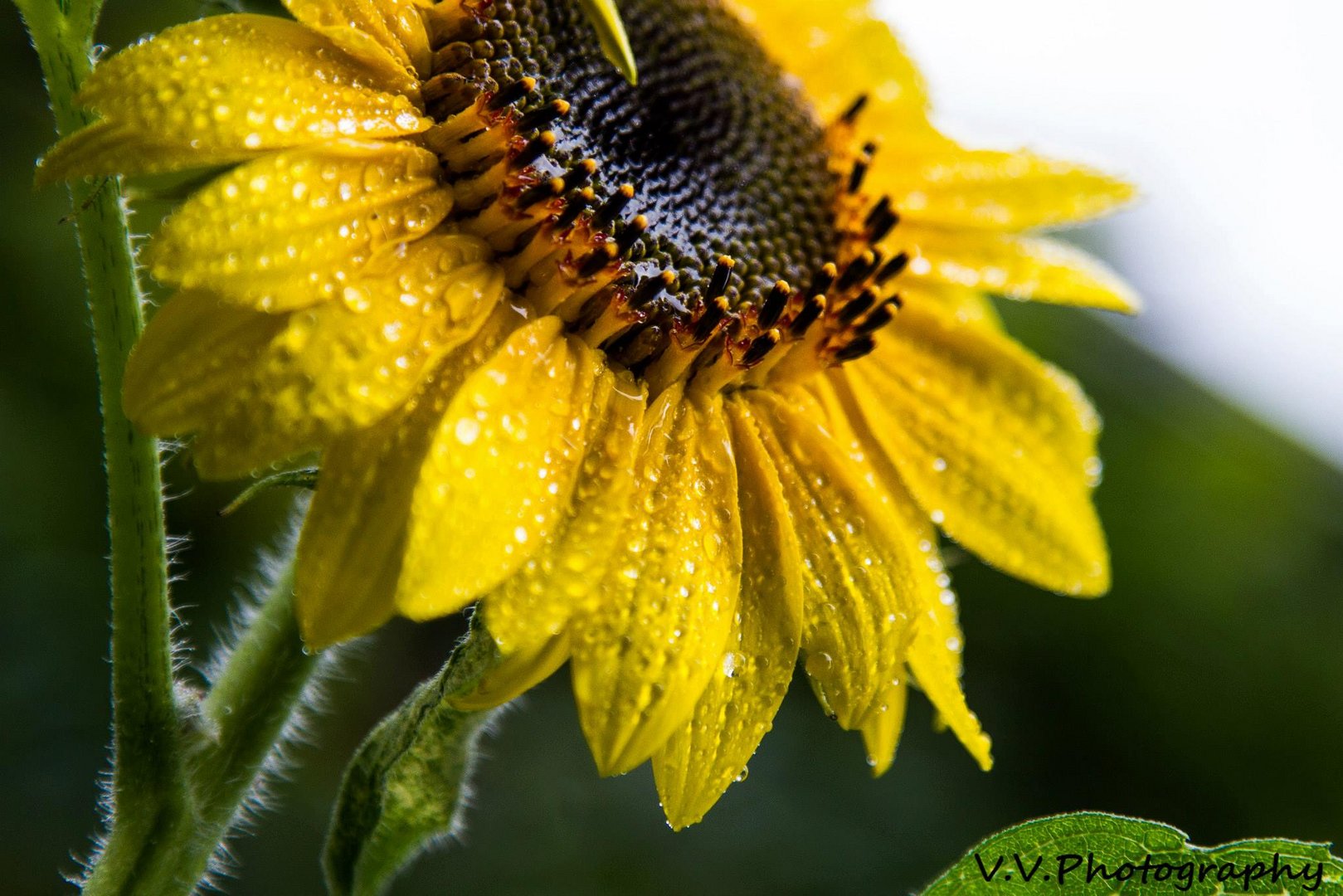 Sonnenblume im Garten