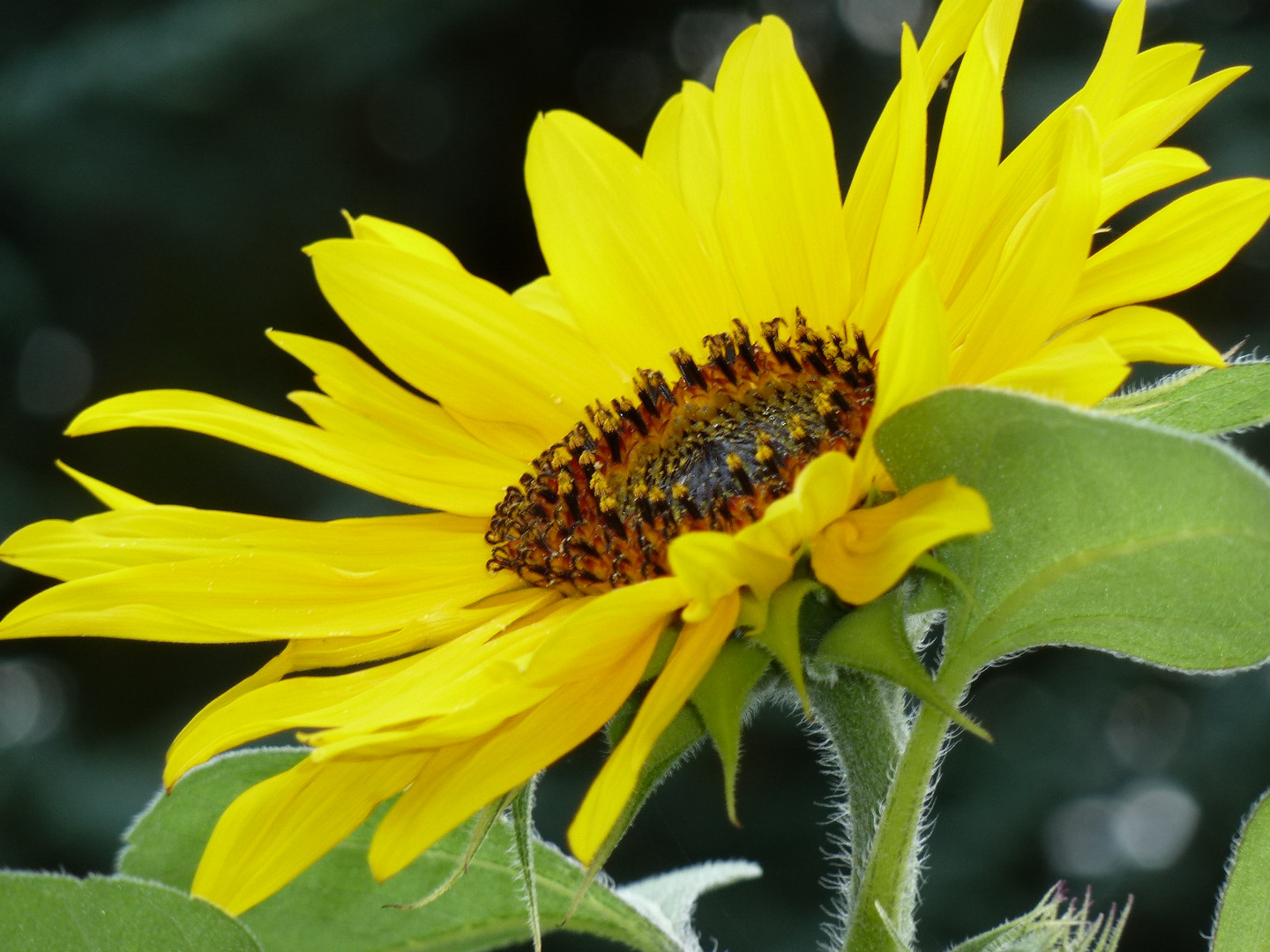 Sonnenblume im Garten