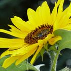 Sonnenblume im Garten