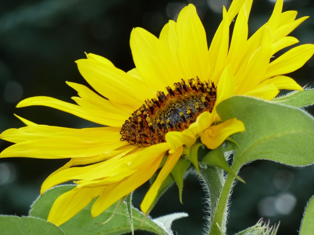 Sonnenblume im Garten Foto & Bild pflanzen, pilze & flechten, blüten