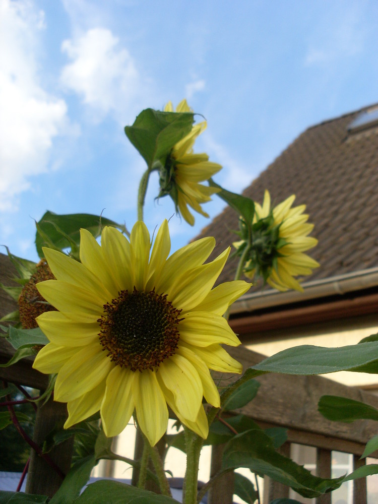 Sonnenblume im Garten