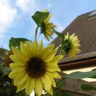 Sonnenblume im Garten