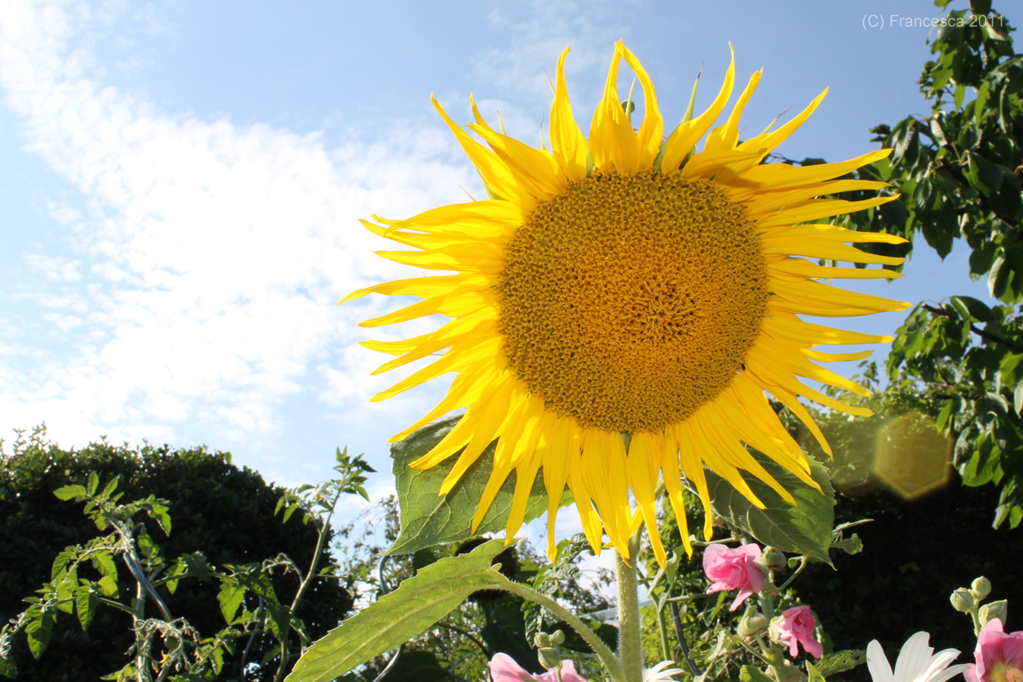 ~ Sonnenblume im Garten ~