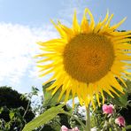 ~ Sonnenblume im Garten ~