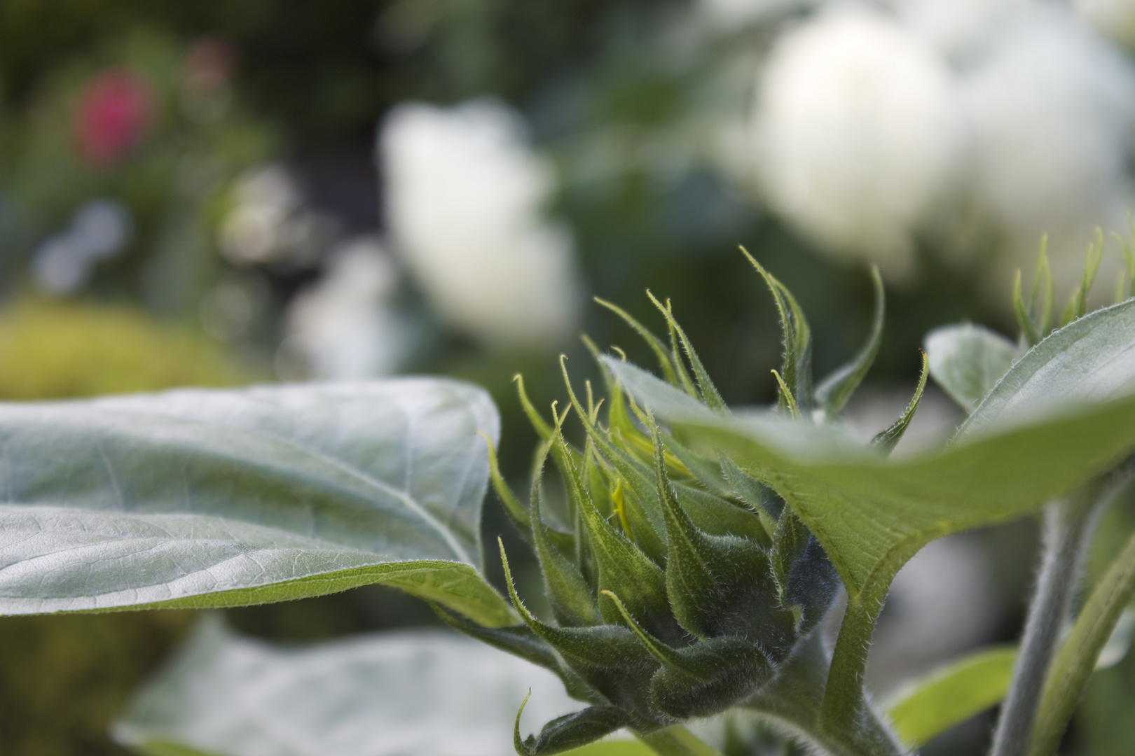 Sonnenblume im Garten