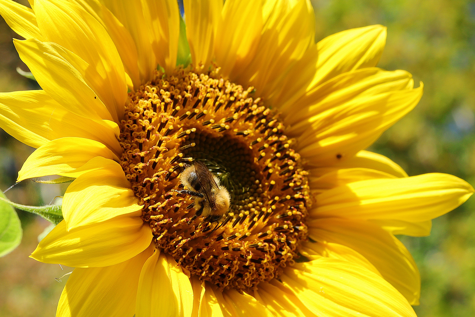 Sonnenblume im Garten