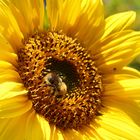 Sonnenblume im Garten