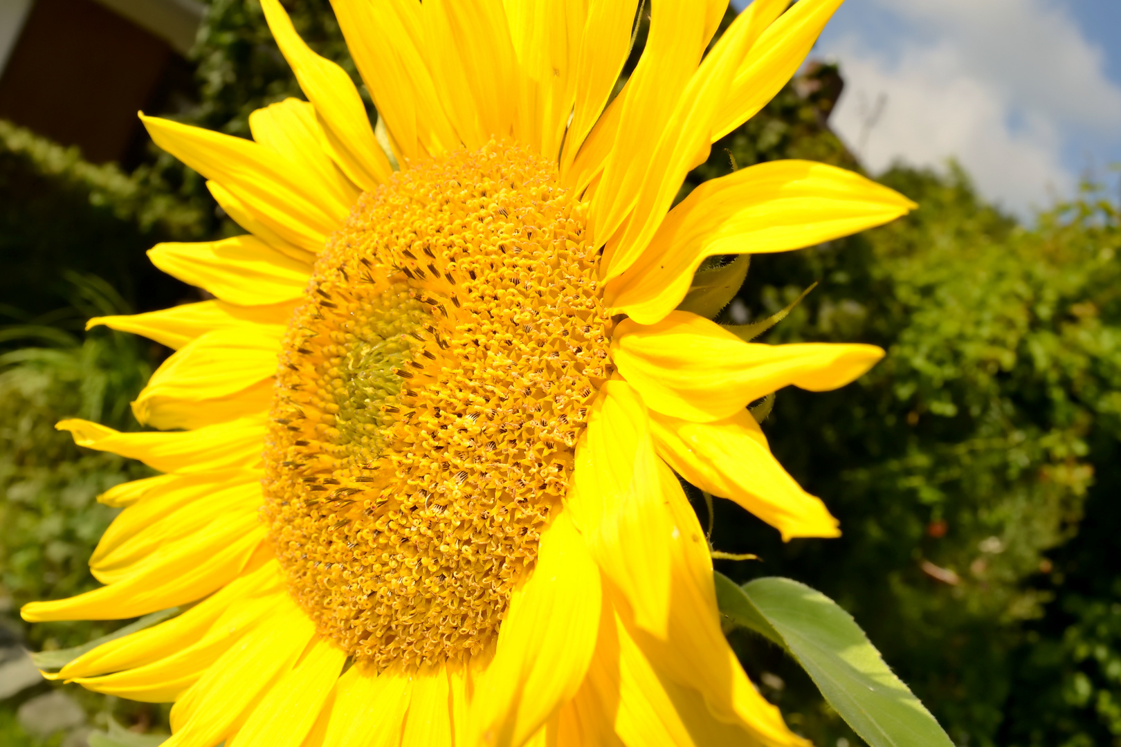 Sonnenblume Im Garten Pflanzen