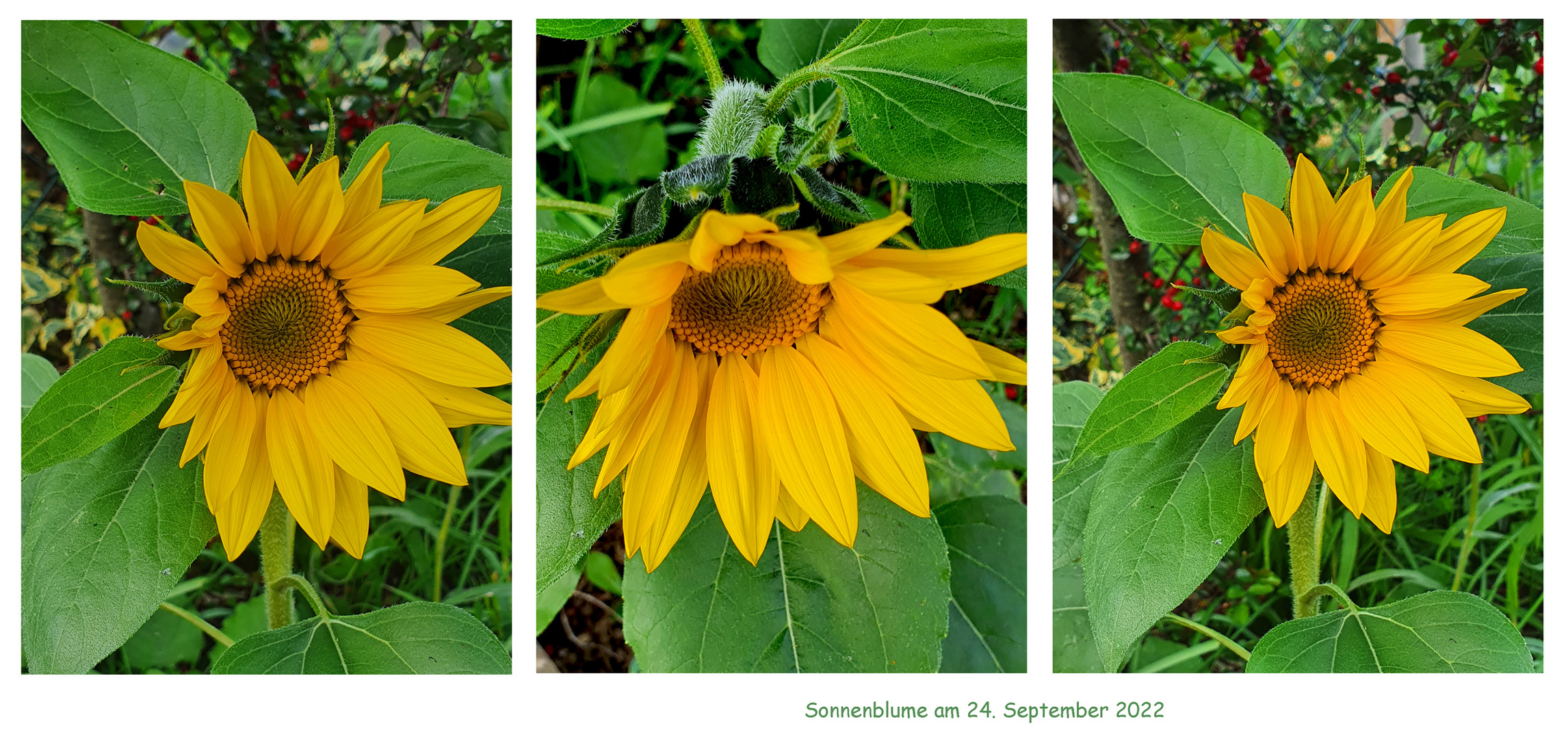 Sonnenblume im Garten