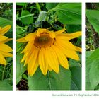 Sonnenblume im Garten