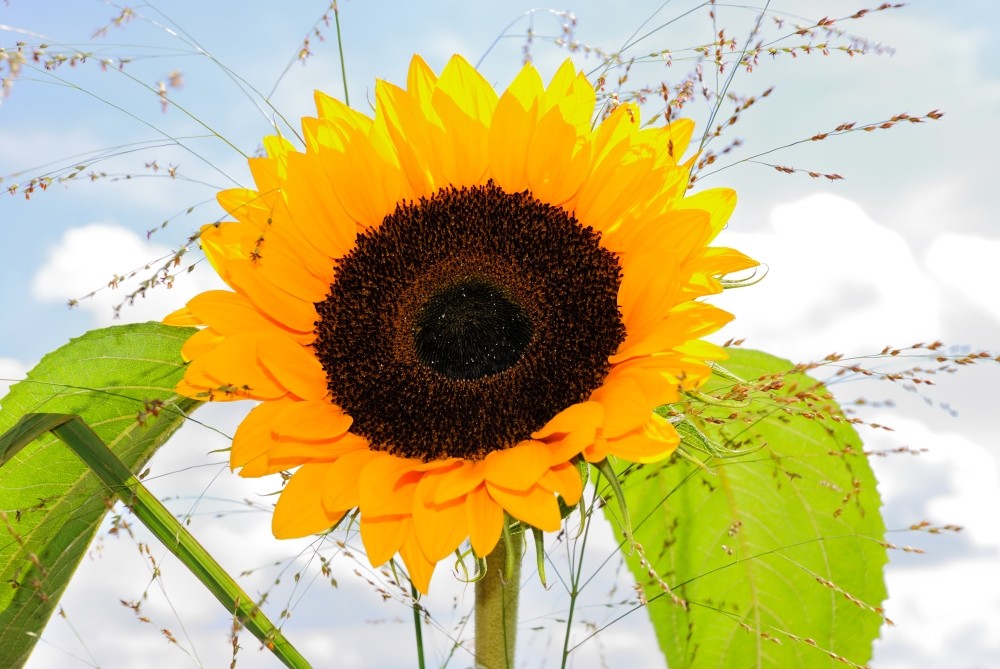 Sonnenblume im Garten