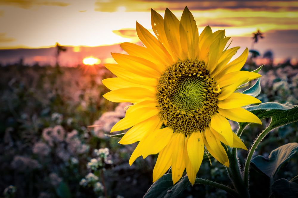 Sonnenblume im Gegenlicht 01 Foto & Bild pflanzen, pilze & flechten