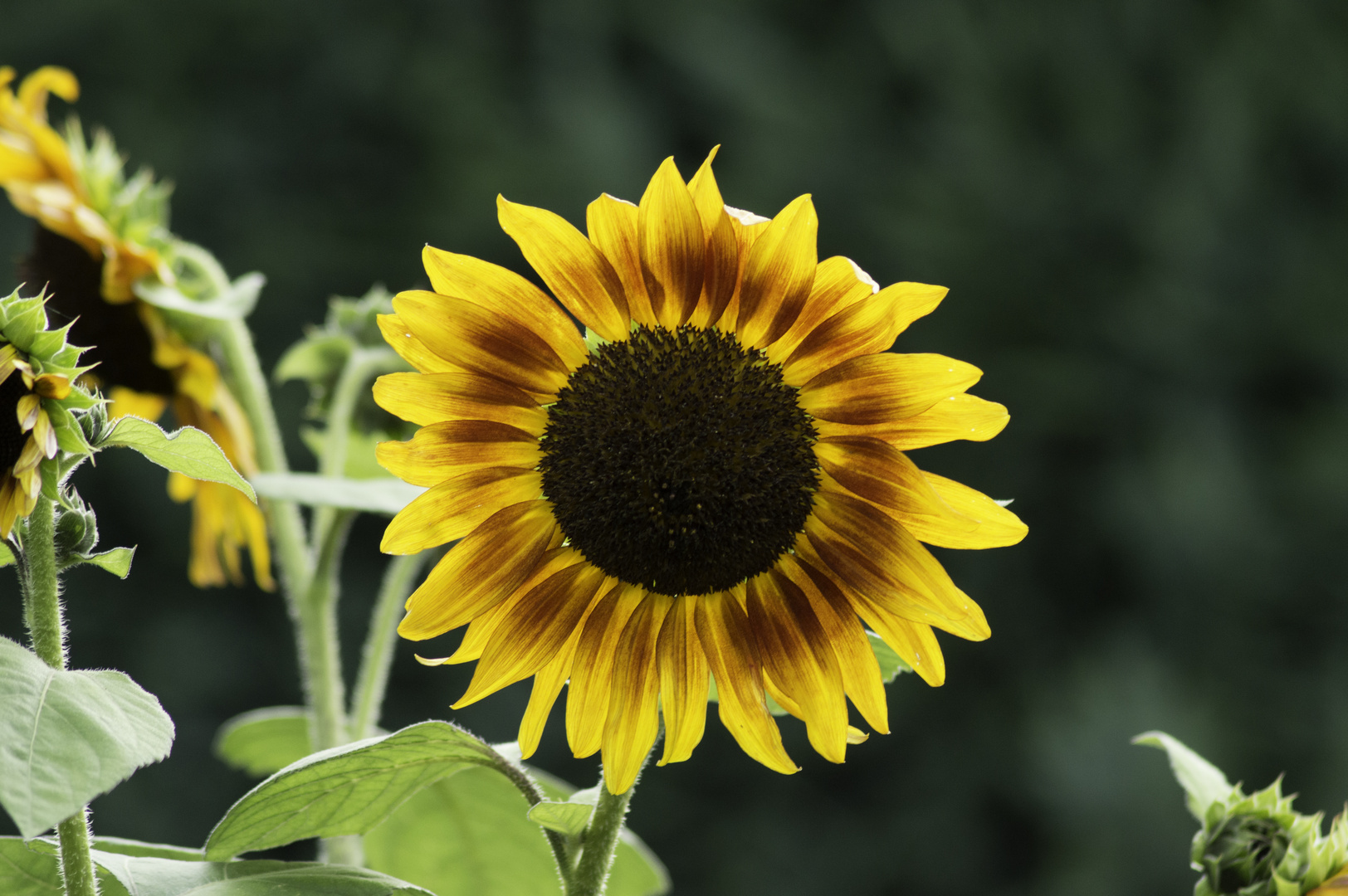 Sonnenblume im Gegenlicht