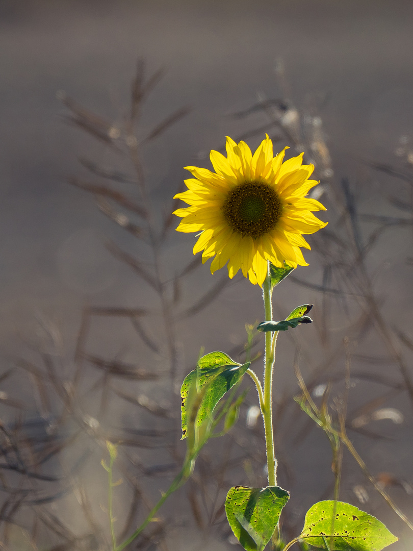 Sonnenblume im Gegenlicht