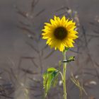 Sonnenblume im Gegenlicht