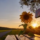 Sonnenblume im Gegenlicht 