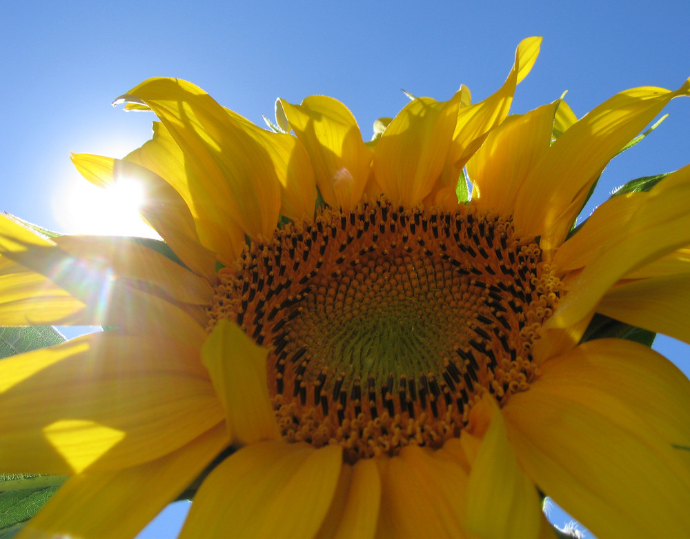 Sonnenblume im Gegenlicht