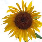 Sonnenblume im Gegenlicht -7-