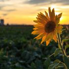 Sonnenblume im Gegenlicht