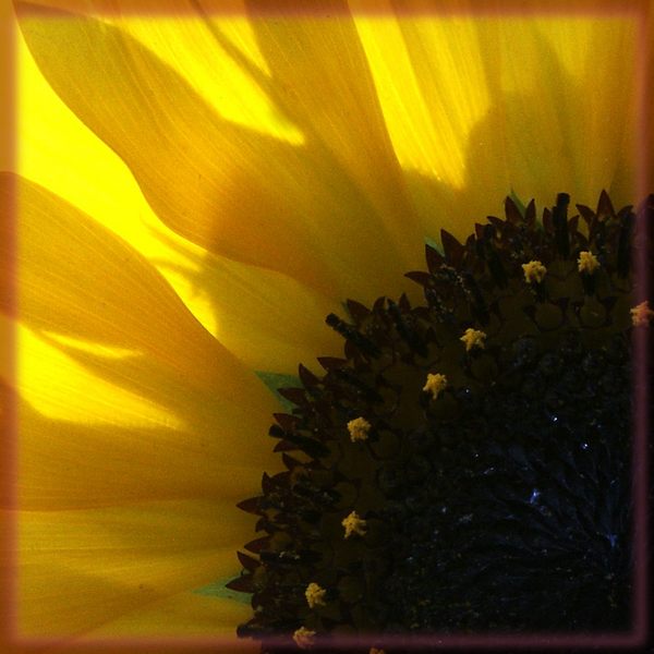 Sonnenblume im Gegenlicht