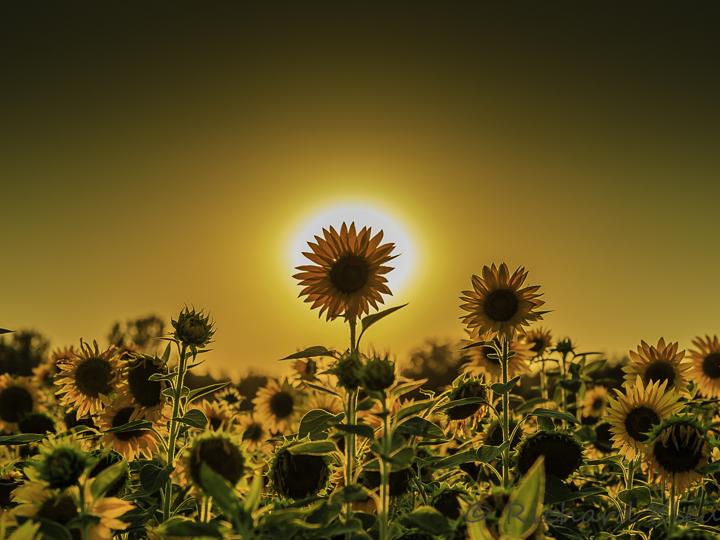 Sonnenblume im Gegenlicht