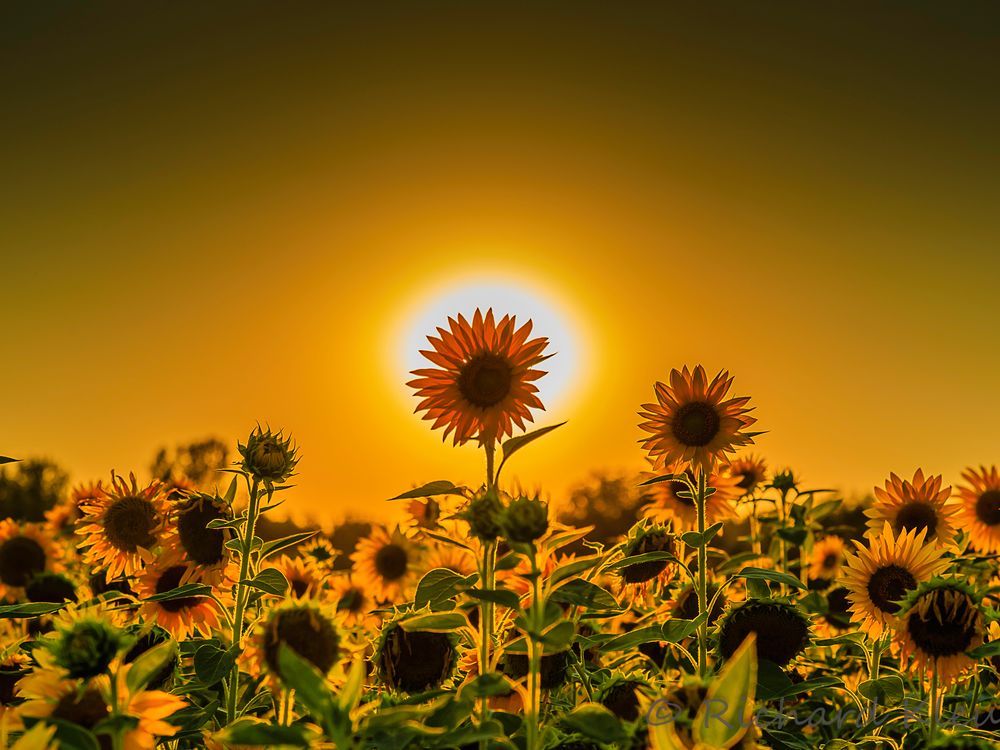 Sonnenblume im Gegenlicht