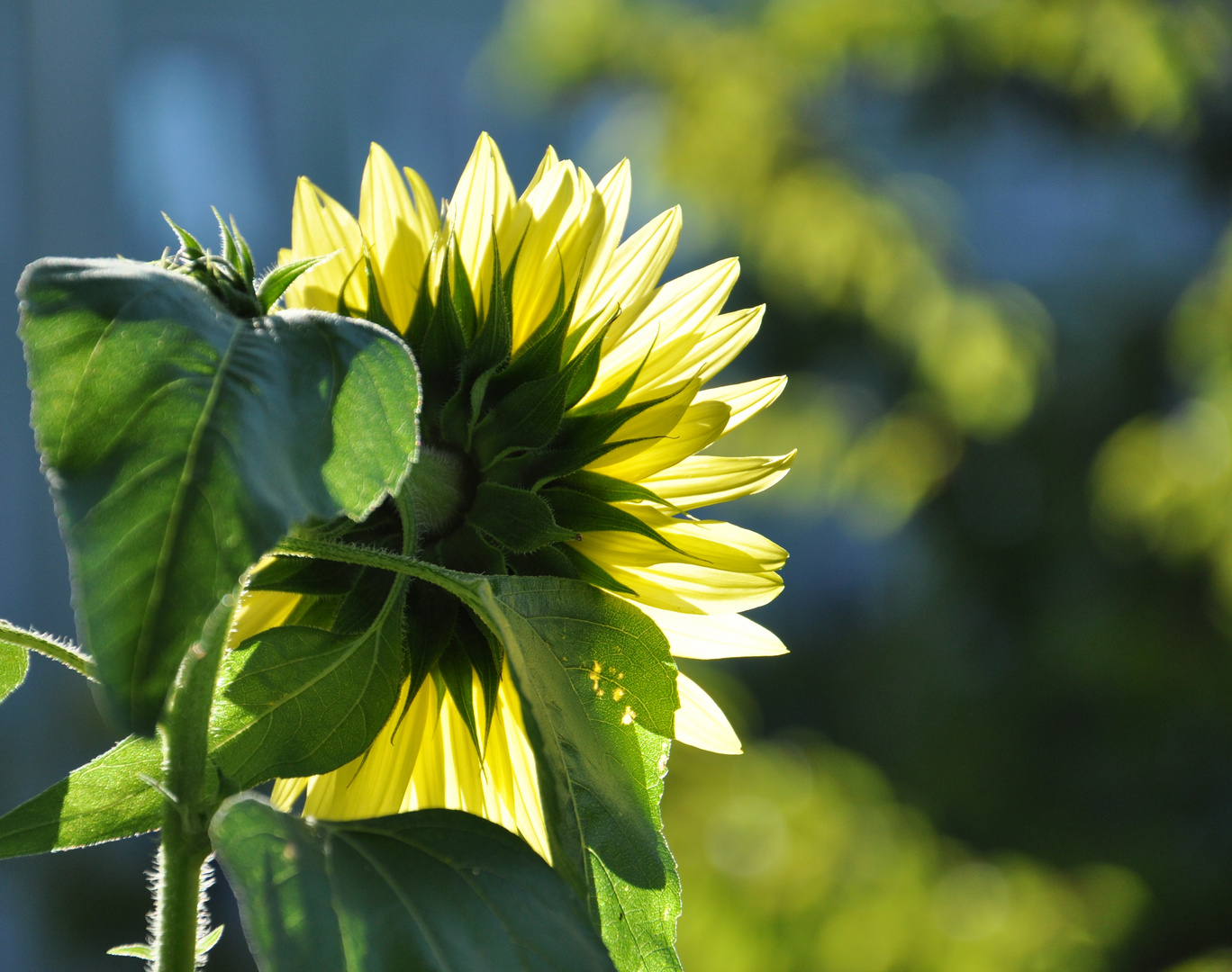 Sonnenblume im Gegenlicht auf meinem Balkon Foto & Bild pflanzen