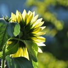 Sonnenblume im Gegenlicht auf meinem Balkon