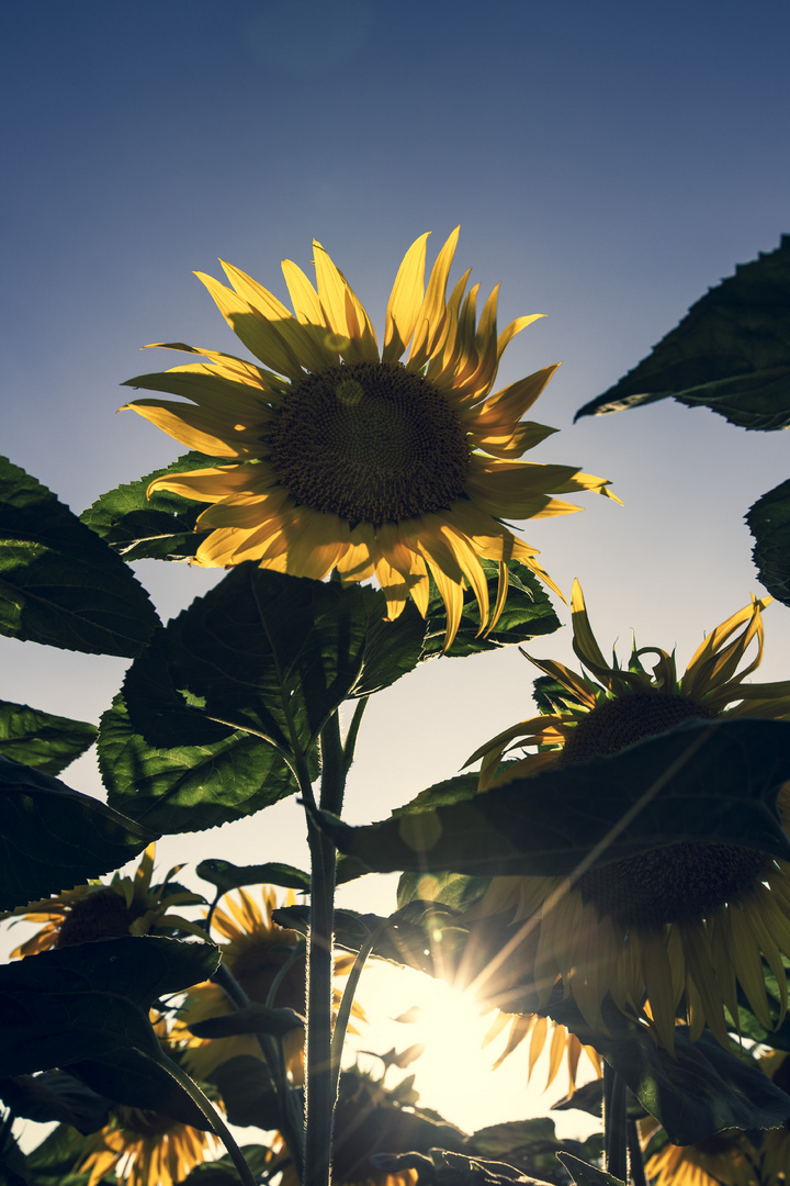 Sonnenblume im Gegenlicht