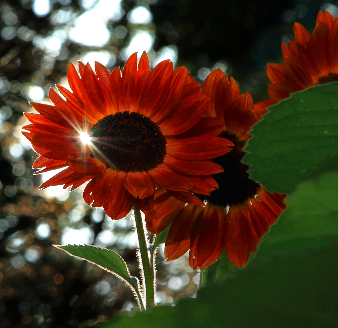Sonnenblume im Gegenlicht