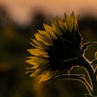 Sonnenblume im Gegenlicht