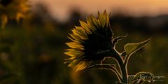 Sonnenblume im Gegenlicht