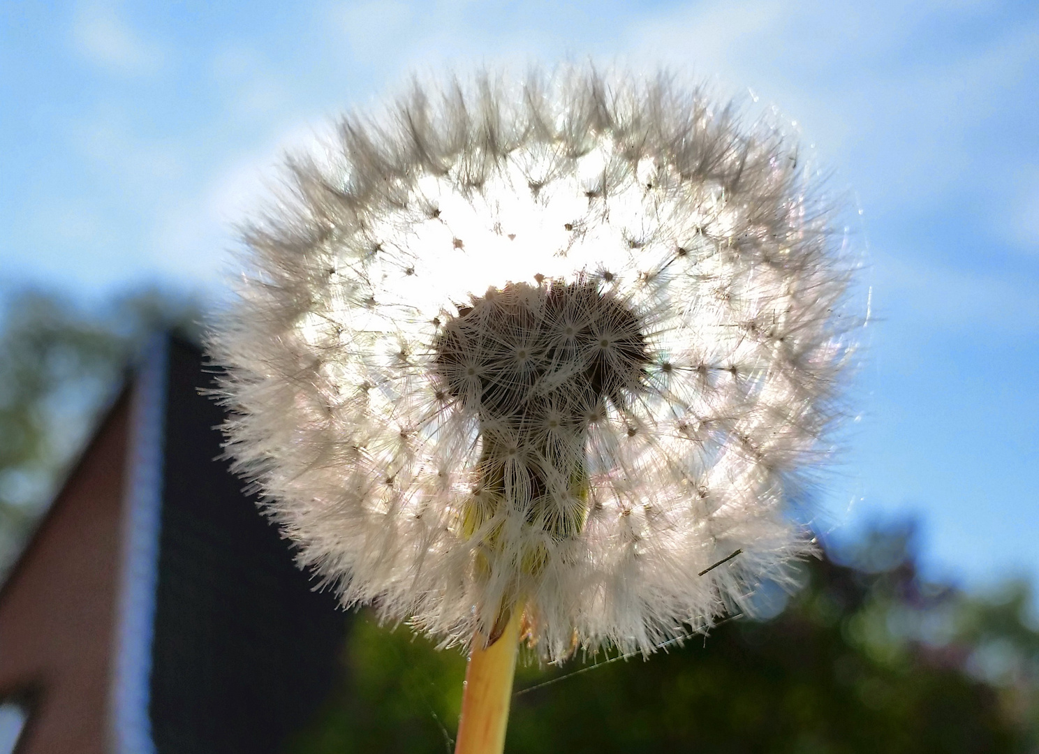 Sonnenblume im Gegenlicht