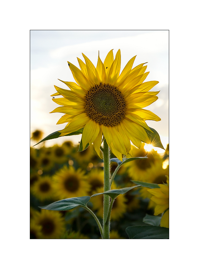 ~~~ Sonnenblume im Gegenlicht ~~~