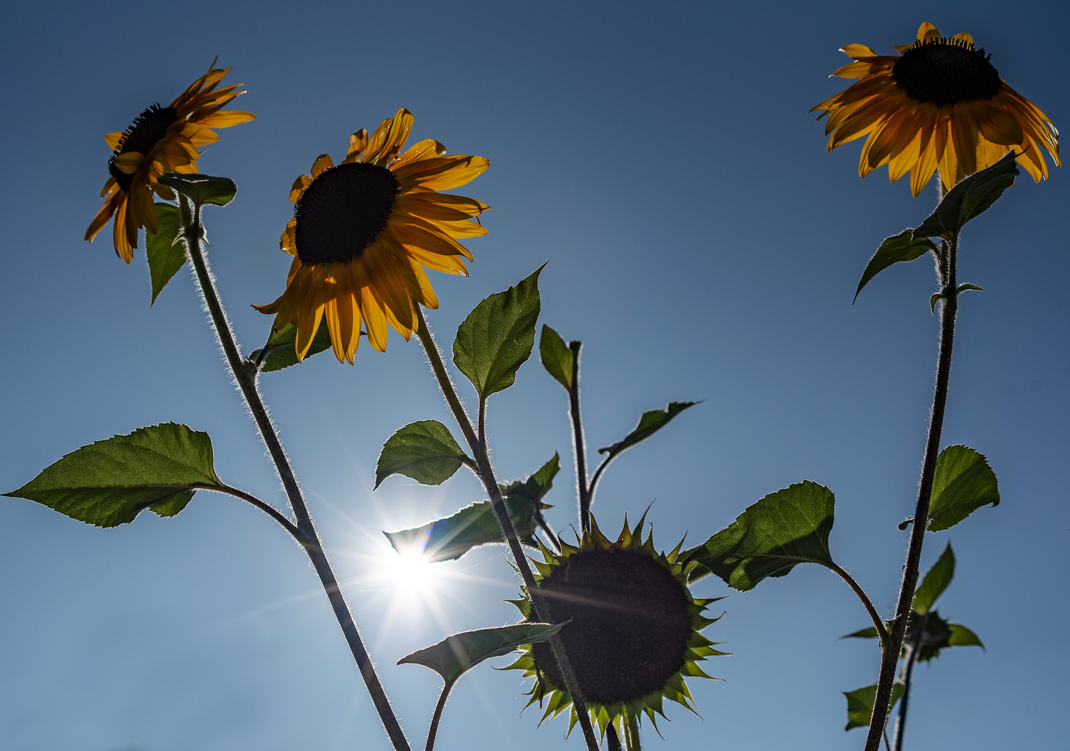 Sonnenblume im Gegenlicht