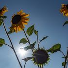 Sonnenblume im Gegenlicht