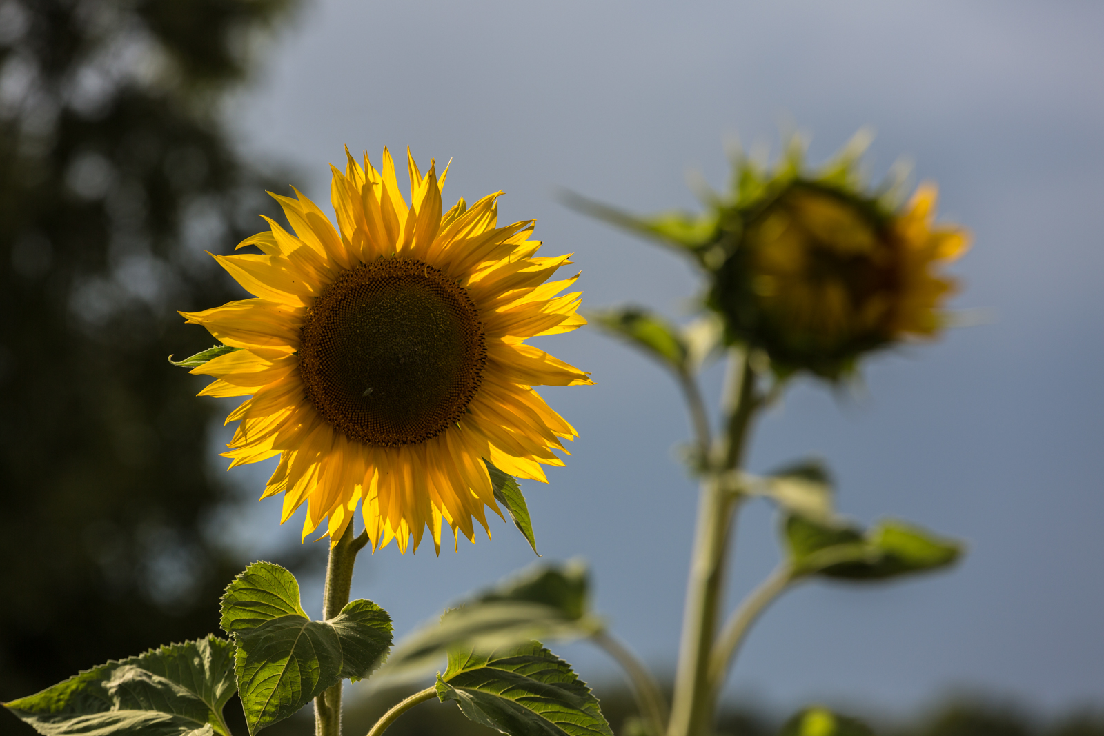 Sonnenblume im Gegenlicht