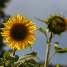 Sonnenblume im Gegenlicht