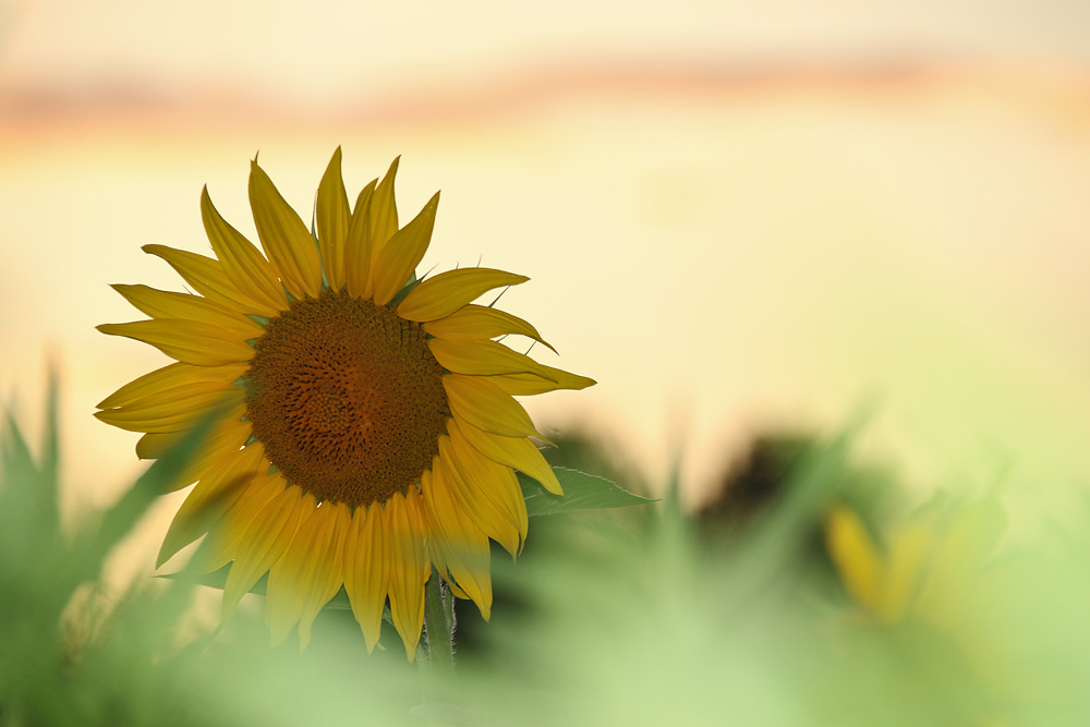 Sonnenblume im Grünen