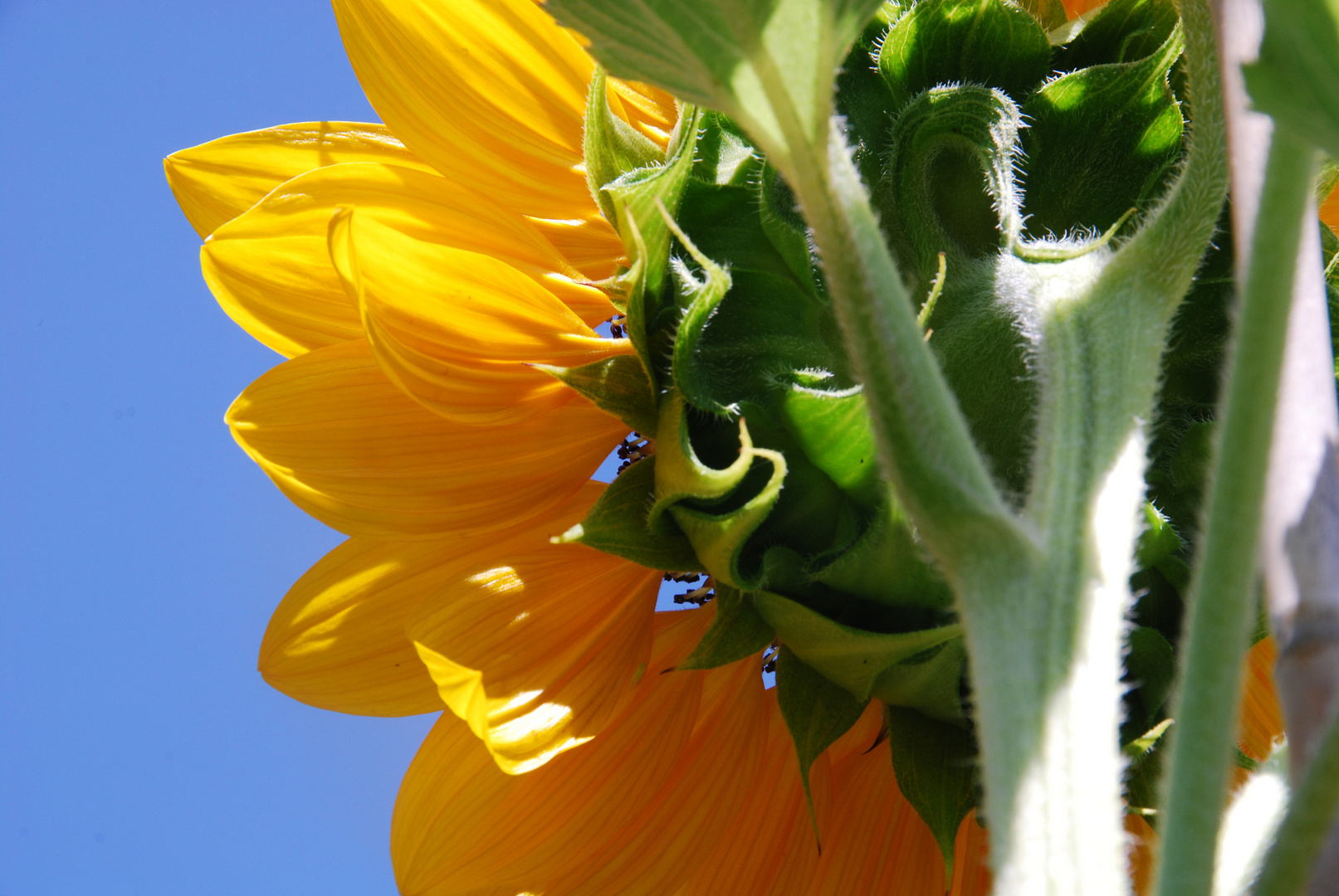 Sonnenblume im heimischen Garten